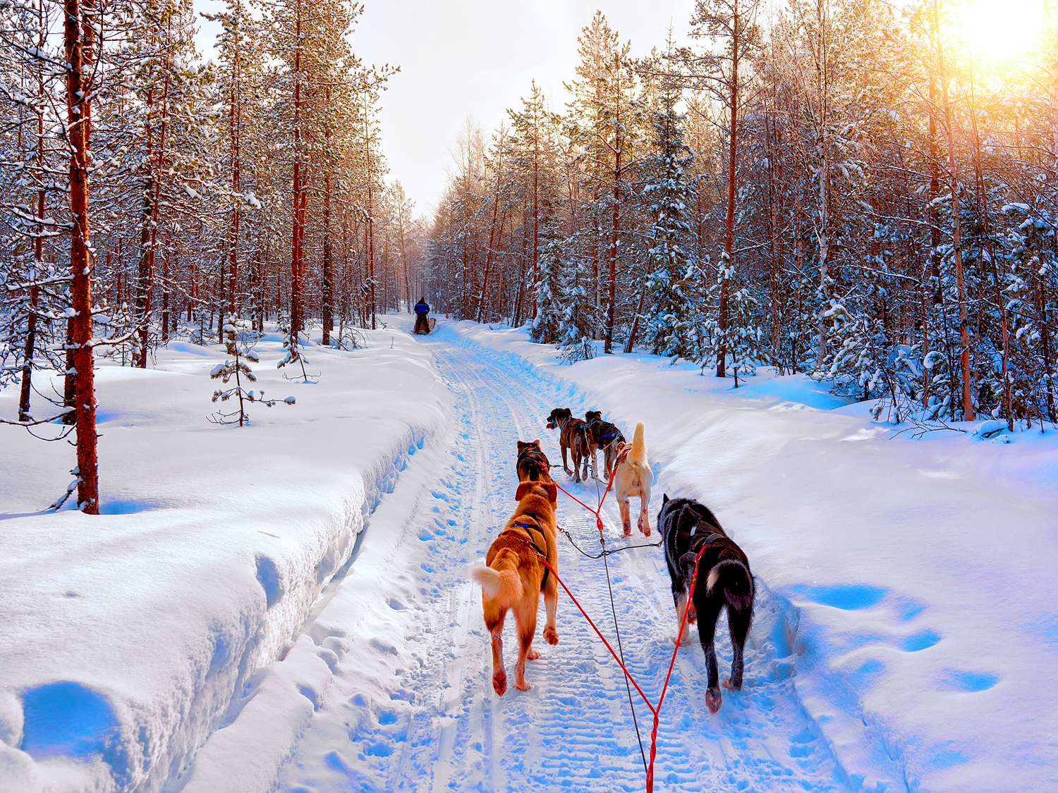 Husky,Dogs,On,Sled,In,Rovaniemi,In,Finland,Of,Lapland