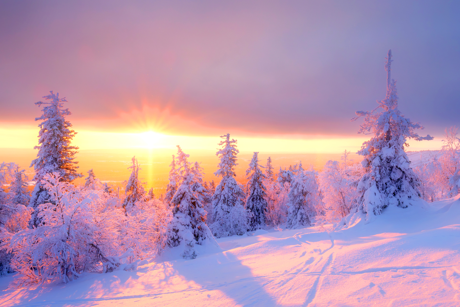 Winter,Landscape,During,Sunset.,Trees,Covered,With,Snow.,Sun,Rays